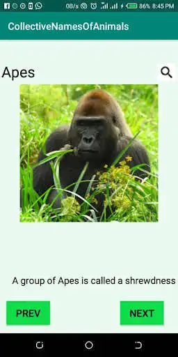 Play CollectiveNamesOfAnimals  and enjoy CollectiveNamesOfAnimals with UptoPlay