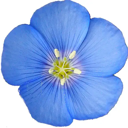 Play Colorado Rocky Mountain Wildflowers APK Play Colorado Rocky Mountain Wildflowers APK