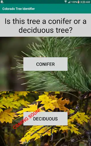 Play Colorado Tree Identifier  and enjoy Colorado Tree Identifier with UptoPlay
