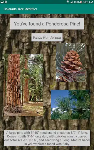 Play Colorado Tree Identifier as an online game Colorado Tree Identifier with UptoPlay