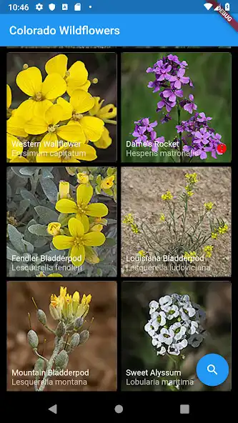 Play Colorado Wildflowers Guide  and enjoy Colorado Wildflowers Guide with UptoPlay