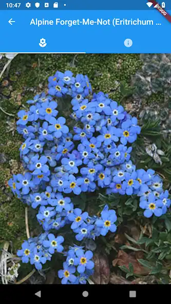 Play Colorado Wildflowers Guide as an online game Colorado Wildflowers Guide with UptoPlay