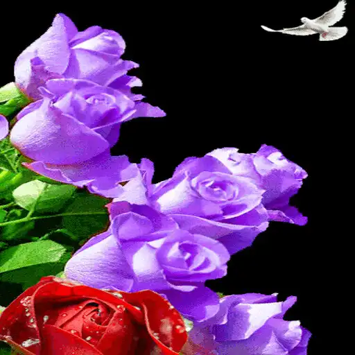 Play Color Changing Roses LWP APK