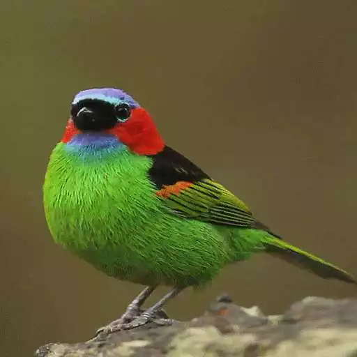 Play Colorful Bird Live Wallpaper APK