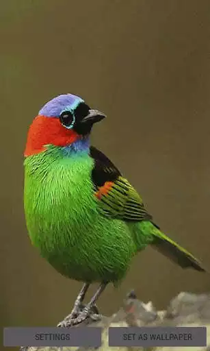 Play Colorful Bird Live Wallpaper  and enjoy Colorful Bird Live Wallpaper with UptoPlay