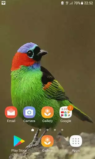 Play Colorful Bird Live Wallpaper as an online game Colorful Bird Live Wallpaper with UptoPlay