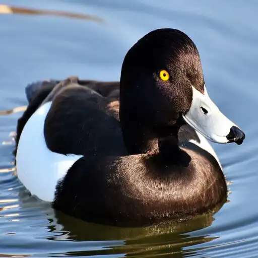 Play Colorful Duck Backgrounds APK Play Colorful Duck Backgrounds APK