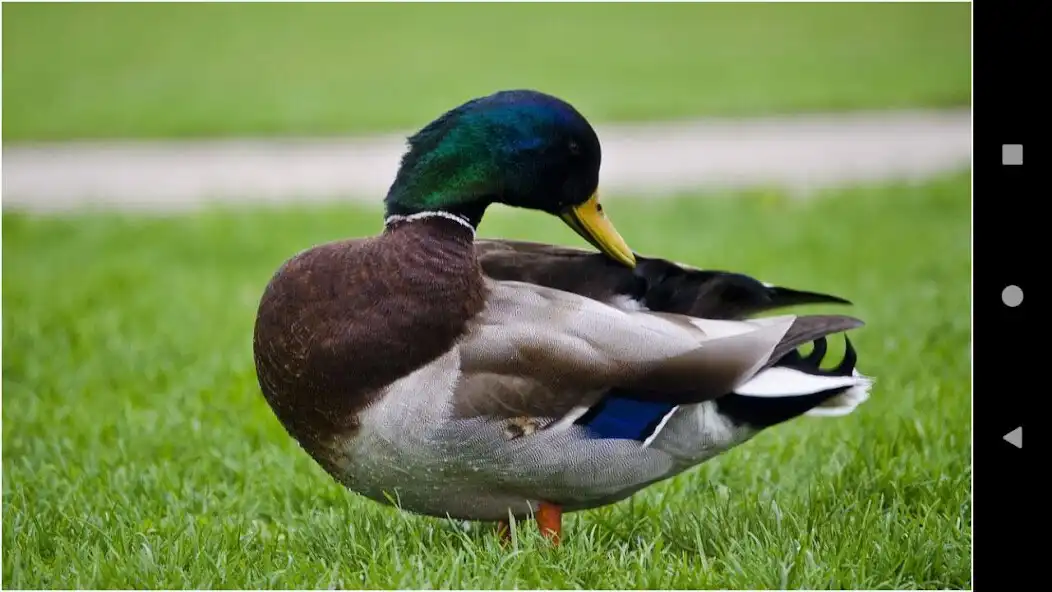 Play Colorful Duck Backgrounds  and enjoy Colorful Duck Backgrounds with UptoPlay