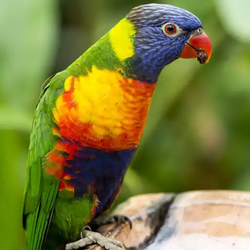 Play Colorful Parrot Backgrounds APK