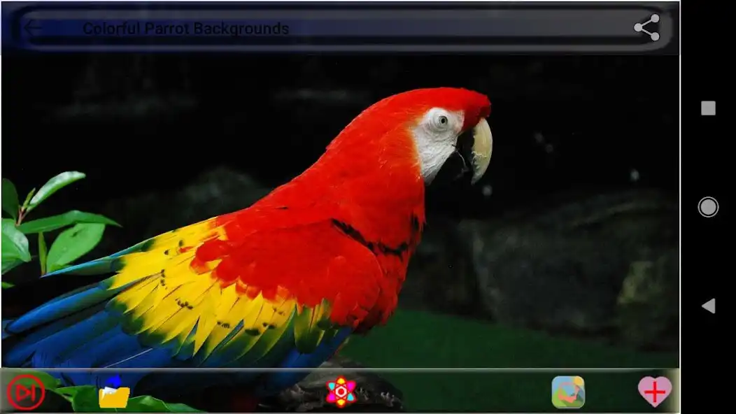 Play Colorful Parrot Backgrounds  and enjoy Colorful Parrot Backgrounds with UptoPlay