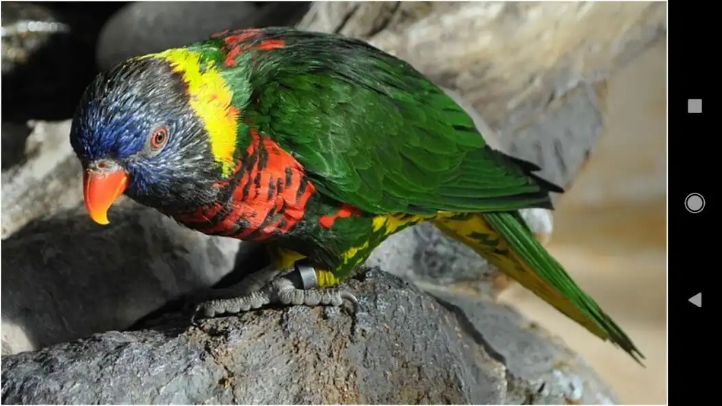Play Colorful Parrot Backgrounds as an online game Colorful Parrot Backgrounds with UptoPlay
