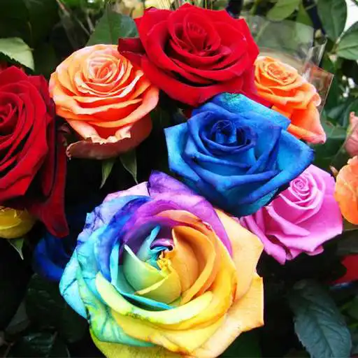 Play Colorful Roses Wallpapers APK
