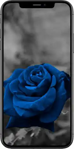 Play Colorful Roses Wallpapers as an online game online Colorful Roses Wallpapers with UptoPlay com.dacappsdev.colorfulroseswallpapershd Play Colorful Roses Wallpapers as an online game Colorful Roses Wallpapers with UptoPlay