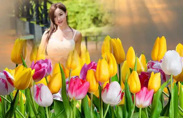 Play Colorful Tulips Photo Frames