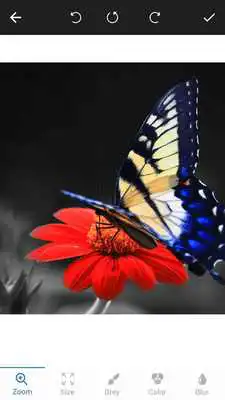 Play Color Photo Editor