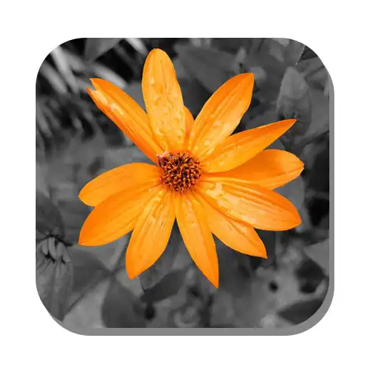 Free play online Color Splash Photo Editor APK