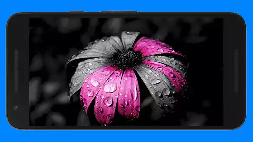 Play Color Splash - Photo Editor as an online game Color Splash - Photo Editor with UptoPlay