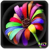 Free play online Colors wallpaper Live APK