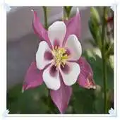Free play online Columbine Flowers Onet Game APK