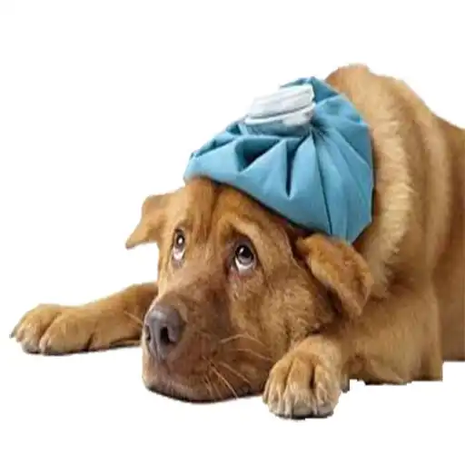 Play Comidas Toxicas Para Perros APK Play Comidas Toxicas Para Perros APK
