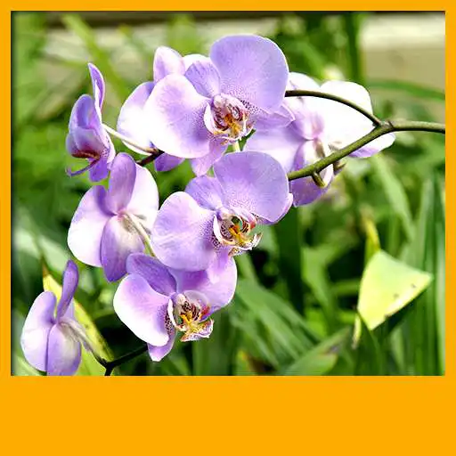 Free play online com.livewallpapershq.orchidlivewallpapers APK Free play online com.livewallpapershq.orchidlivewallpapers APK