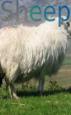 Play Common Word Endings 1 FREE