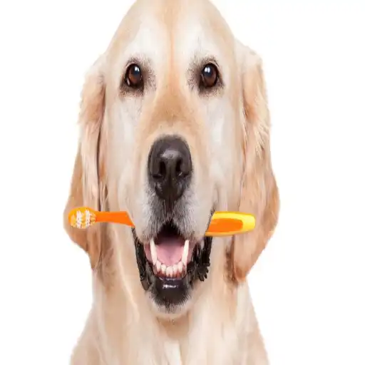 Free play online Como educar a un cachorro APK