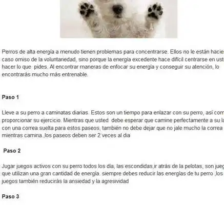 Play Como educar a un cachorro