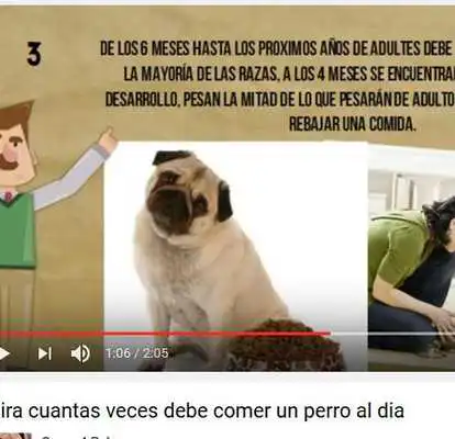 Play Como educar a un cachorro