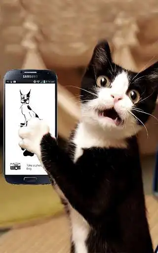 Play ComPETible  and enjoy ComPETible with UptoPlay