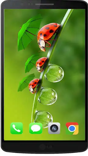 Play Contemporary Ladybug Walpaper HD and enjoy Contemporary Ladybug Walpaper HD with UptoPlay Play Contemporary Ladybug Walpaper HD and enjoy Contemporary Ladybug Walpaper HD with UptoPlay
