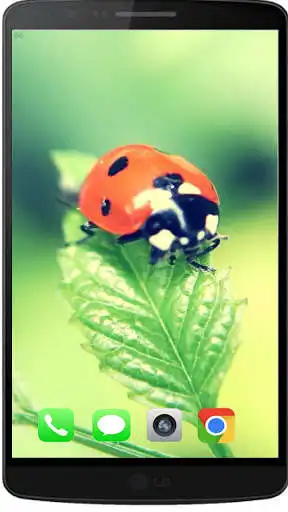 Play Contemporary Ladybug Walpaper HD as an online game online Contemporary Ladybug Walpaper HD with UptoPlay com.felingdev.ladywalpaper Play Contemporary Ladybug Walpaper HD as an online game Contemporary Ladybug Walpaper HD with UptoPlay