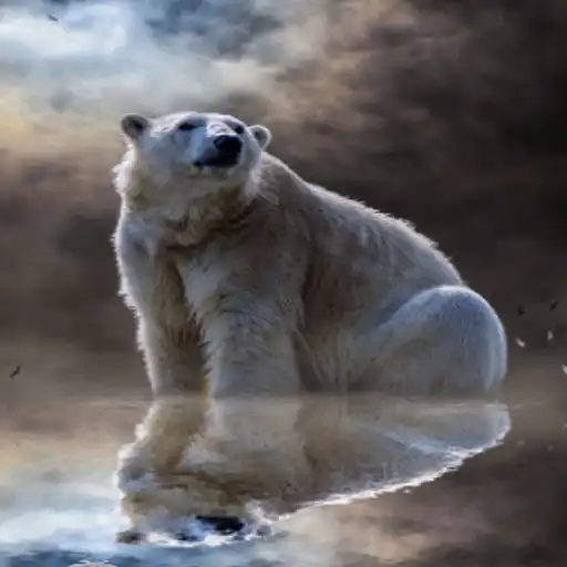 Play Contemporary Pola Bear Wallpaper HD APK