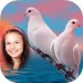 Free play online Cool Amazing Dove Photo Frames APK