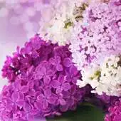 Free play online Cool and Pretty Wallpapers APK