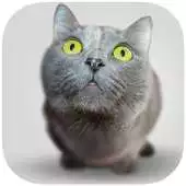Free play online Cool Animals Facts APK Free play online Cool Animals Facts APK