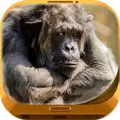 Free play online Cool Animal Wallpapers APK Free play online Cool Animal Wallpapers APK
