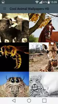 Play Cool Animal Wallpapers