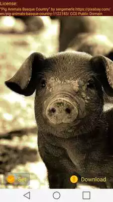 Play Cool Animal Wallpapers