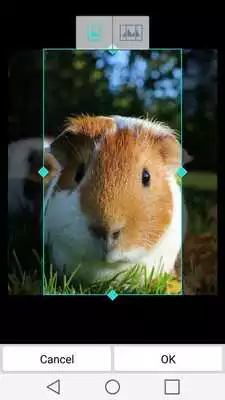 Play Cool Animal Wallpapers