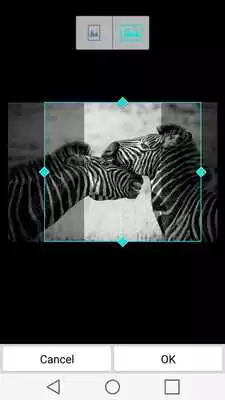 Play Cool Animal Wallpapers
