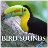 Free play online Cool Birds Sounds APK Free play online Cool Birds Sounds APK