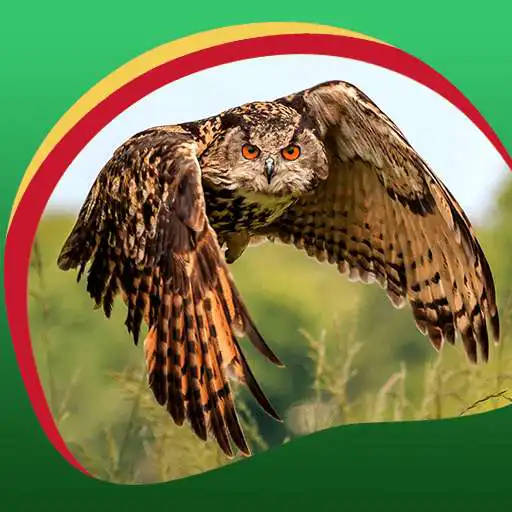 Free play online Cool Owl Live Wallpapers  APK