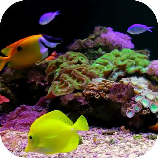 Play Coral Reef Aquarium Video FREE APK Play Coral Reef Aquarium Video FREE APK