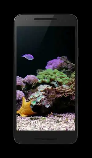 Play Coral Reef Aquarium Video FREE  and enjoy Coral Reef Aquarium Video FREE with UptoPlay