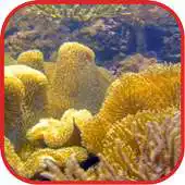 Free play online Coralreef Cool Wallpapers APK