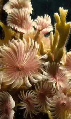 Play Coralreef Cool Wallpapers