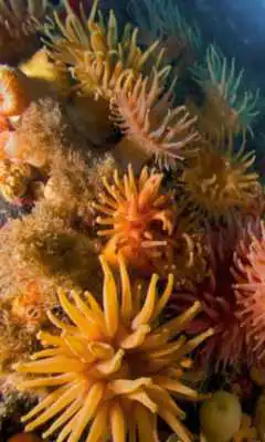 Play Coralreef Cool Wallpapers