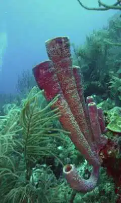 Play Coralreef Cool Wallpapers