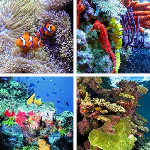 Play Coral Reef HD Wallpapers APK